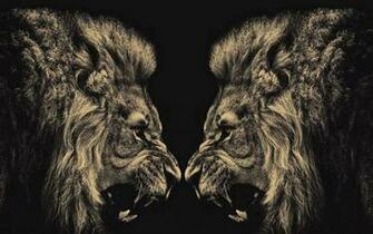 Animals Lions Conflict Wallpaper