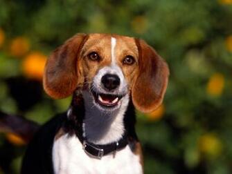 Beagle Beagles Wallpaper