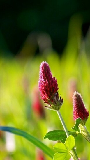 Natural Beauty Phone HD Wallpaper Nature