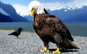 Birds Eagles Wallpaper Bald Depth