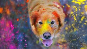 Im Golden Retriever Wallpaper Desktop Px