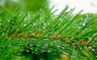 HD Pine Tree Wallpaper