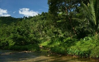 Jungle Vegetation Wallpaper