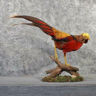 Pin Golden Pheasant Wallpaper