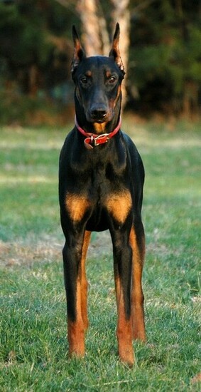 Showing Gallery For Red Doberman Pinscher Wallpaper