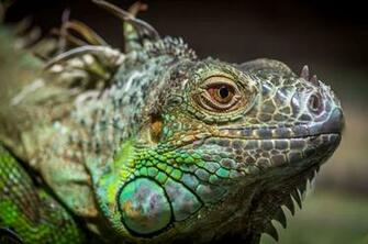 Iguana Wallpaper High Quality