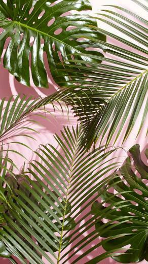 Colorful Tropical Palm Leaf Wallpaper At Wallpaperbro