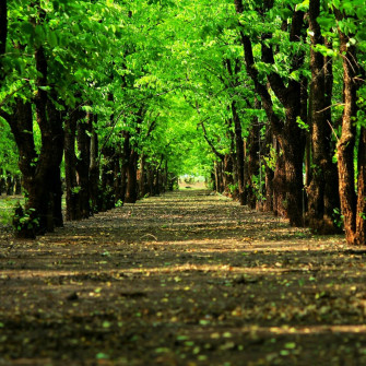 Natural Grove Green Trees Path iPad Wallpaper