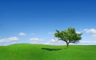Beautiful Wallpaper