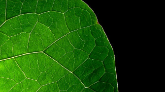 Green Leaves Wallpaper