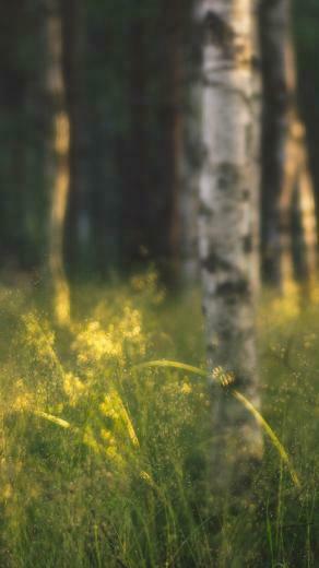 Fog Forest iPhone Wallpaper HD