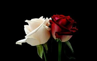 Pure White Rose Flower Wallpaper Beautiful