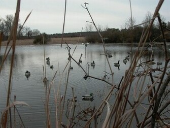 Duck Hunting Background I Love