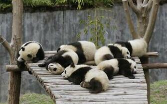 Pandas X Animals Photography Miriadna