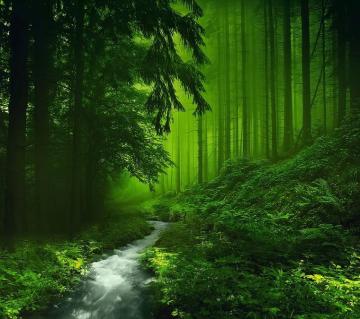 HD Green Forest Wallpaper Pulse