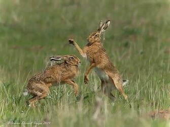 Boxing Hares HD Walls Find Wallpaper