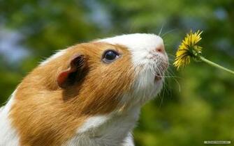 Pig Pictures HD Wallpaper Lovely