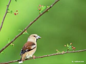 Birds Wallpaper Lovely Bird In Spring Vol No Desktop