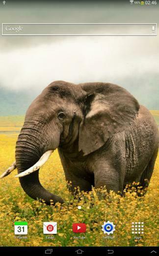 Animal Wallpaper Screenshot