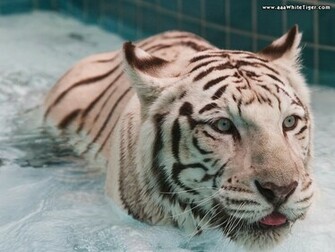 Tiger Wallpaper White