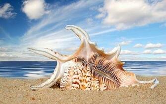 Seashells Wallpaper Collection