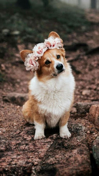 Corgi Wallpaper