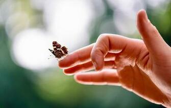 Wallpaper Background Butterfly Hand Image For Desktop Section