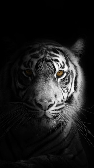 Top Best Black And White iPhone Wallpaper Hq