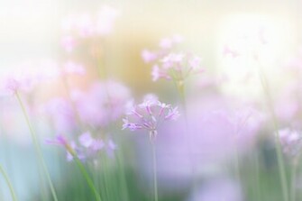 Flowers Pink Soft Spring Wallpaper