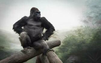 Gorilla Wallpaper Background On