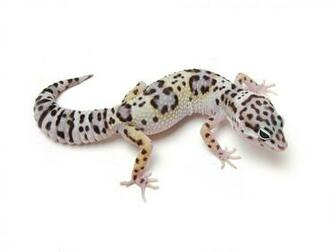 Leopard Gecko Wallpaper
