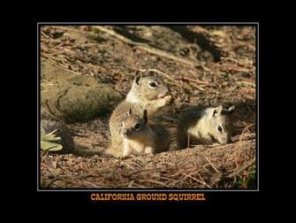 Scary Squirrel World Clip Art Wallpaper Calendar