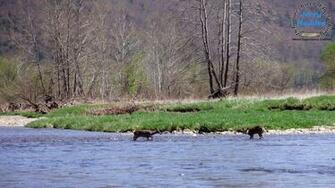 Fly Fishing Desktop Wallpaper Wading Deer X