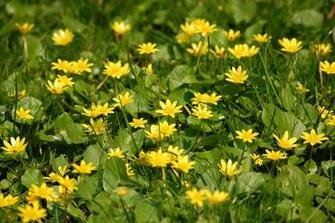Small Flowers Pictures Widescreen HD Wallpaper