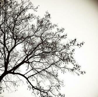 Tree Silhouette By Tonydicks