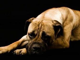 Boxer Dog Wallpaper Desktop