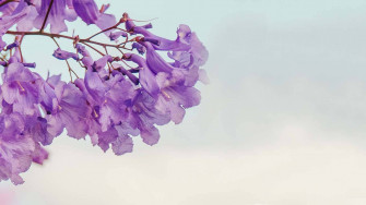 Purple Tree Wallpaper