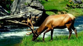 Wallpaper Deer Grass Elk Forest Full HD 1080p