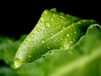 Green Nature Wallpaper