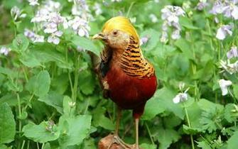 Golden Pheasant Computer Wallpaper Desktop Background