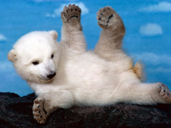 Cute Baby Polar Bear Wallpaper