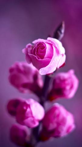 All iPhone Wa On Wallpaper Rose