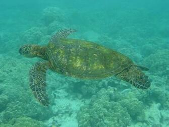 Green Sea Turtles