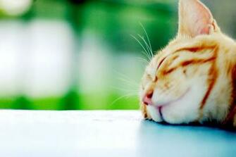 Beautiful Sunny Day Zzzz Wallpaper