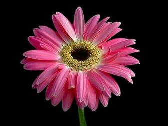 Cute Black And Pink Wallpaper HDblackwallpaper
