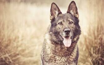 German Shepherd Computer Wallpaper Desktop Background