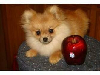 Teacup Pomeranian Photograph Lovely Pets Pomerians