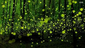 Fireflies Wallpaper