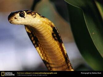 King Cobra Picture Desktop Wallpaper