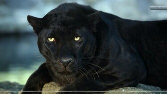 Black Leopard Wallpaper